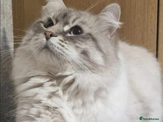 Siberian cats Looking for a loving New Home - Advert 6