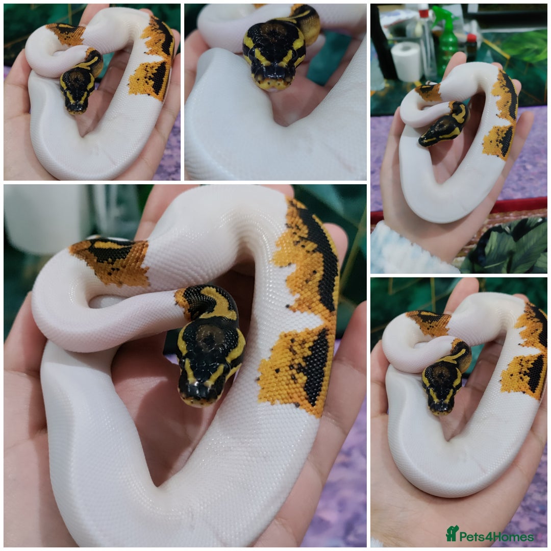 Gecko reptiles for sale: Crested geckos and Snakes (Read Description) - Advert 3