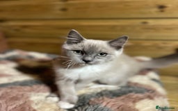 Ragdoll cats for sale: Tica Cherubim ragdoll kittens ready now  - Image 18
