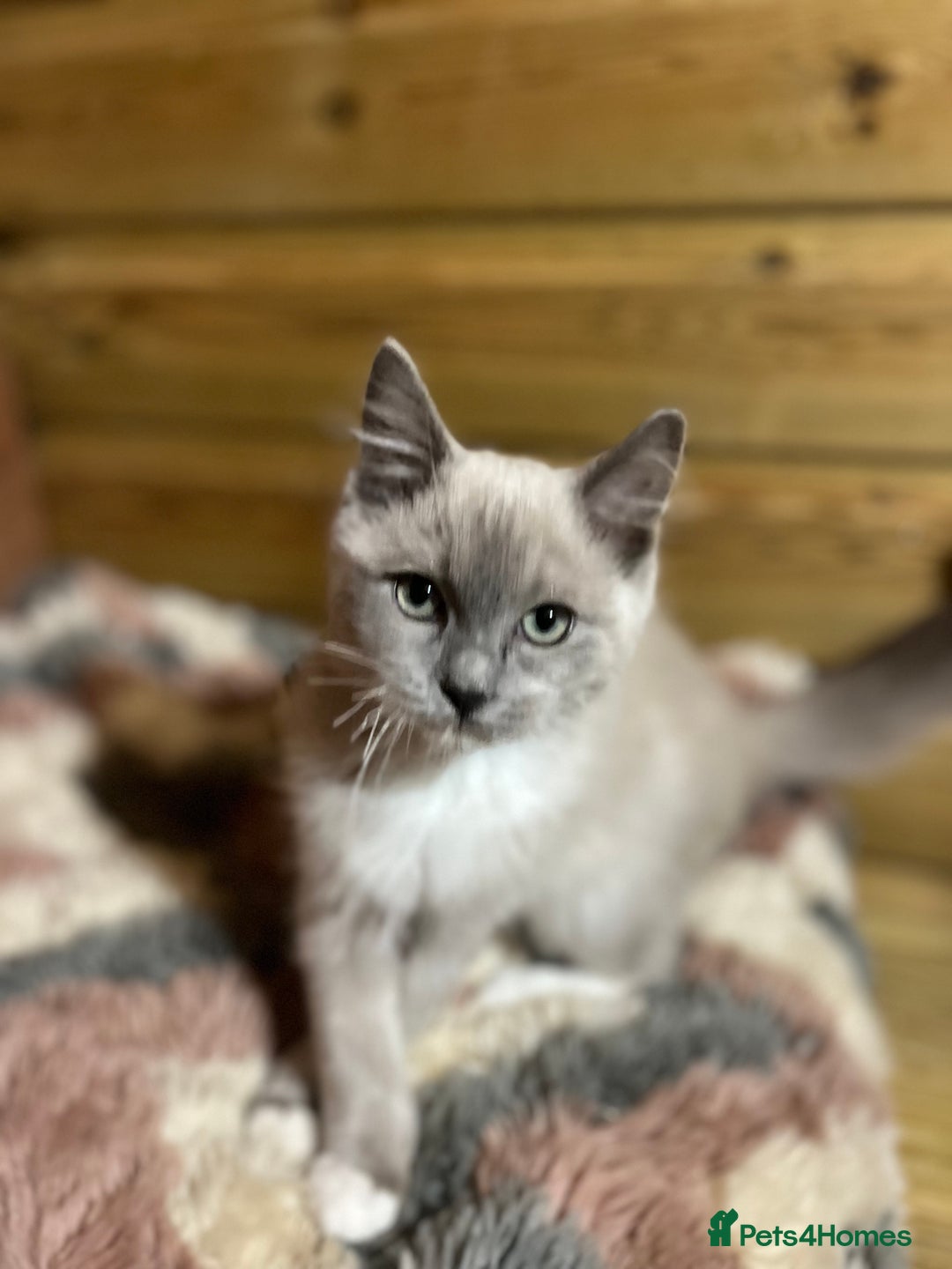 Ragdoll cats for sale: Tica Cherubim ragdoll kittens ready now  - Image 18