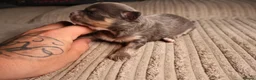 Chihuahua dogs for sale: Chihuahua x chihuahua Chinese crested  - Advert 7