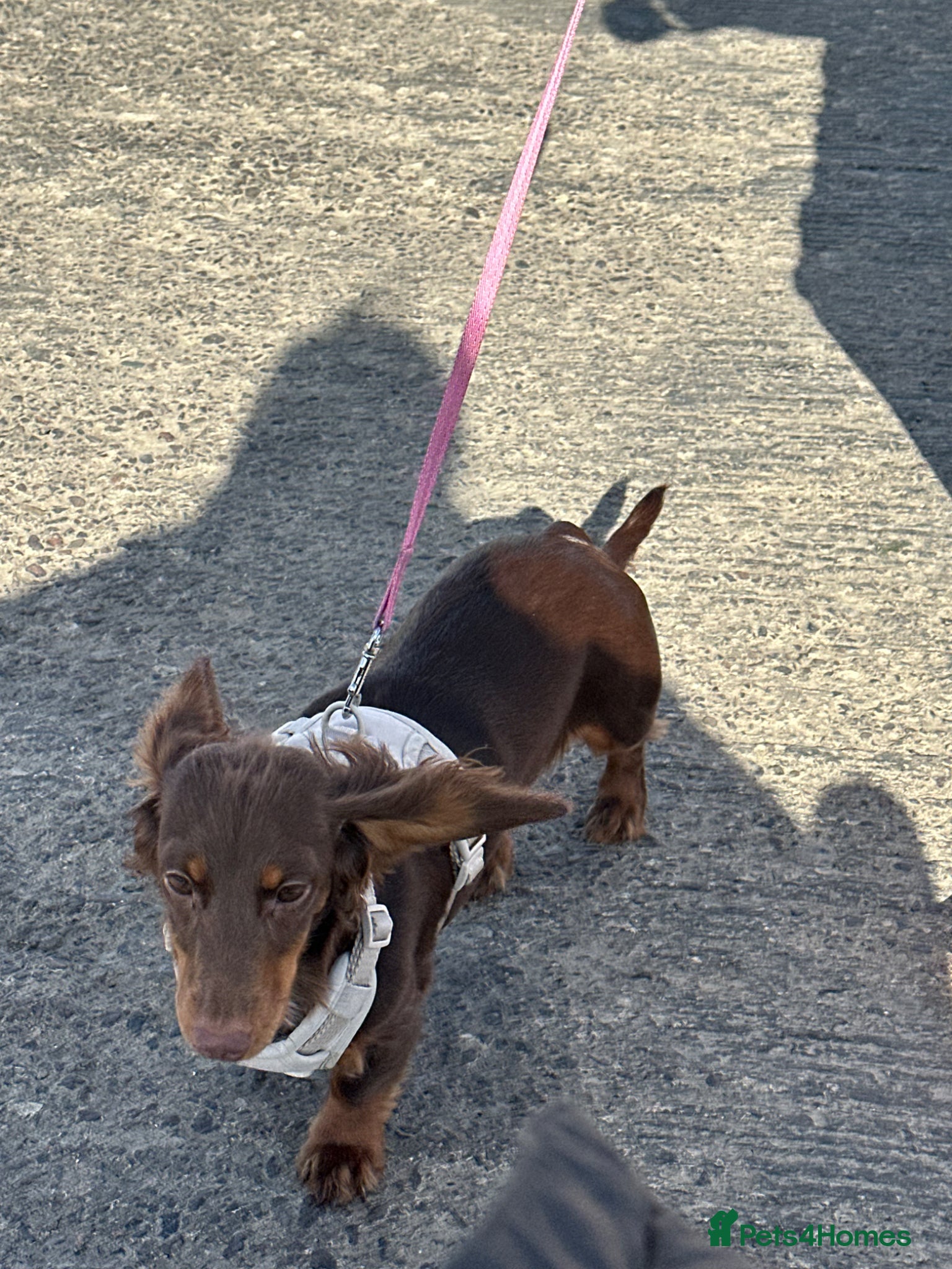 Miniature Dachshund dogs Male and female miniature dachshunds  - Advert 1