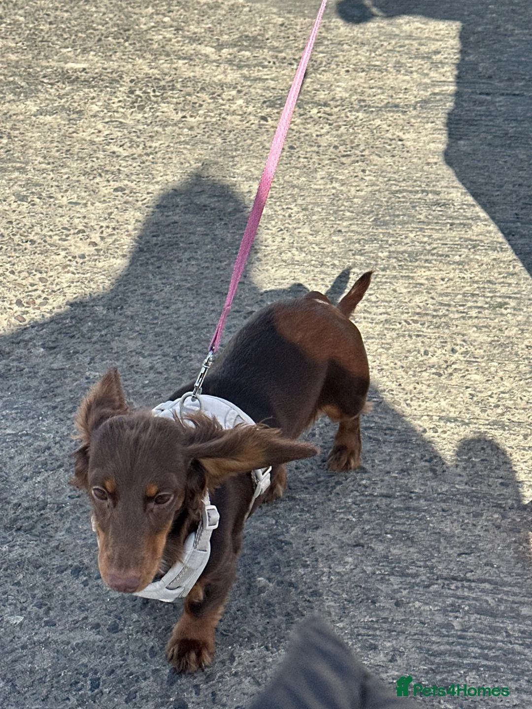 Miniature Dachshund dogs for sale: Male and female miniature dachshunds  - Advert 1