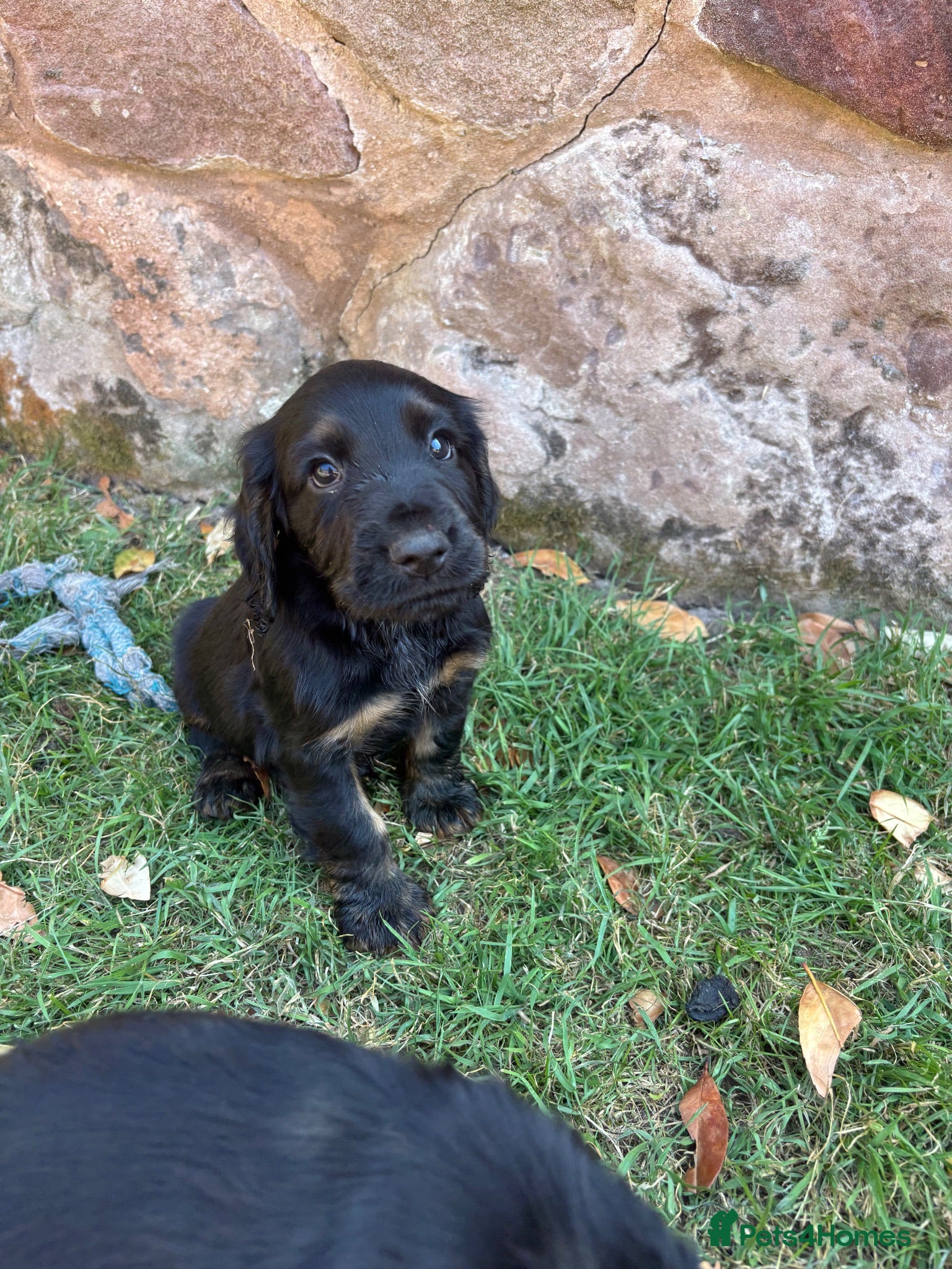 Cocker Spaniel dogs One Boy Left 🩵Working Cocker Spaniel Puppies  - Advert 1