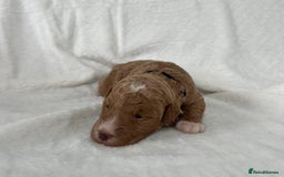 Goldendoodle dogs for sale: Beautiful litter of Goldendoodles  - Image 14