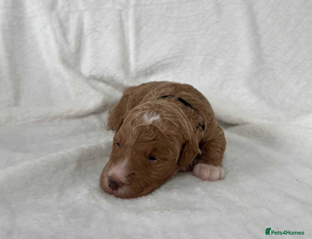 Goldendoodle dogs for sale: Beautiful litter of Goldendoodles  - Image 14