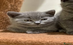 British Shorthair cats for sale: TICA Gorgeous chunky British Shorthair Male/Boy - Image 2
