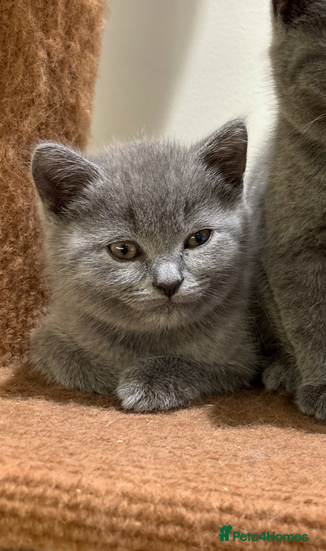 British Shorthair cats for sale: TICA Gorgeous chunky British Shorthair Male/Boy - Image 2