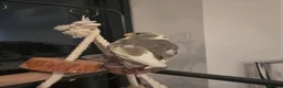 Parakeets birds for sale: Kakariki babies  - Advert 3