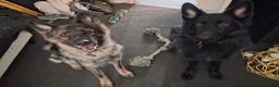 German Shepherd dogs for sale: Kc Registered German Shepherd - Advert 2