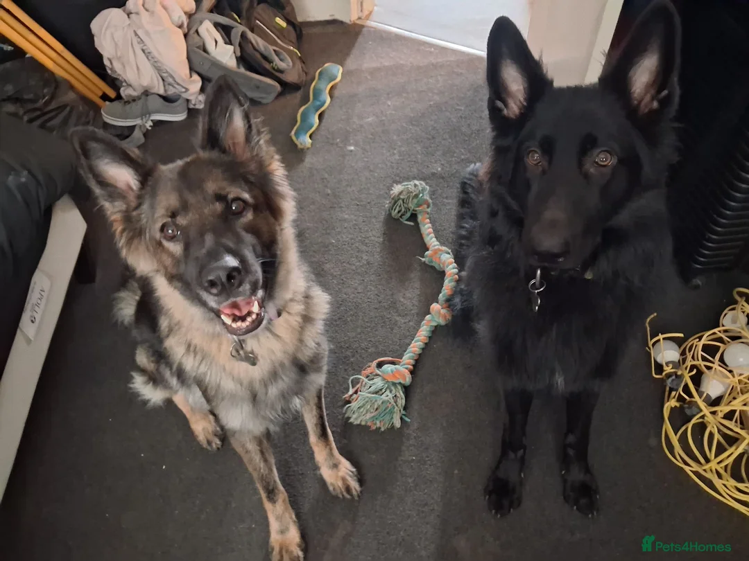 German Shepherd dogs for sale: Kc Registered German Shepherd - Advert 2