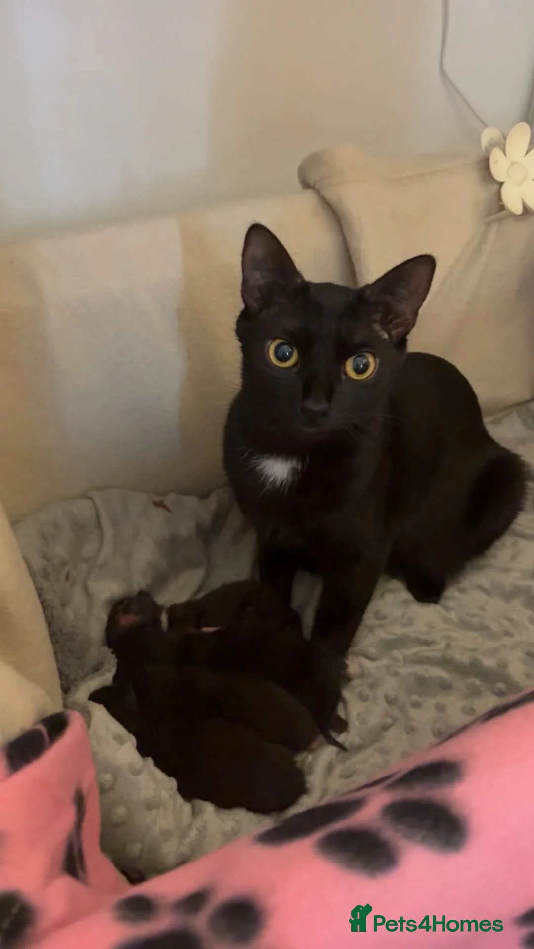 Mixed Breed cats for sale: Kittens for sale  in Croydon - Advert 1