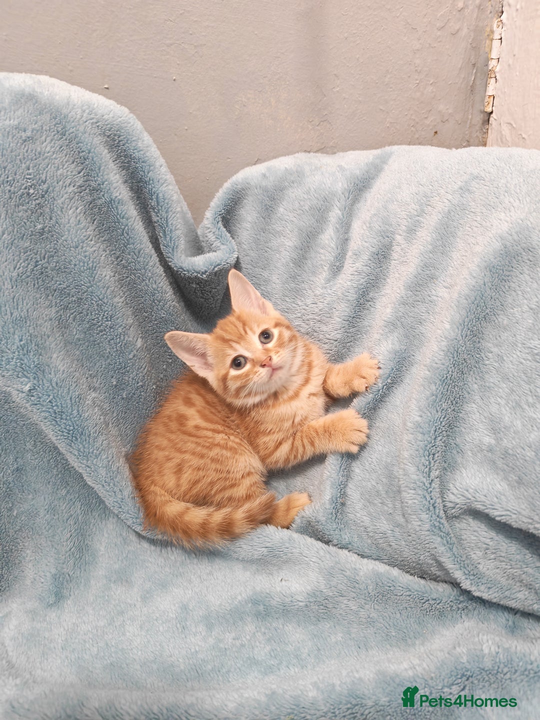 Mixed Breed cats for sale: Beautiful kittens VIDEOS - Advert 10