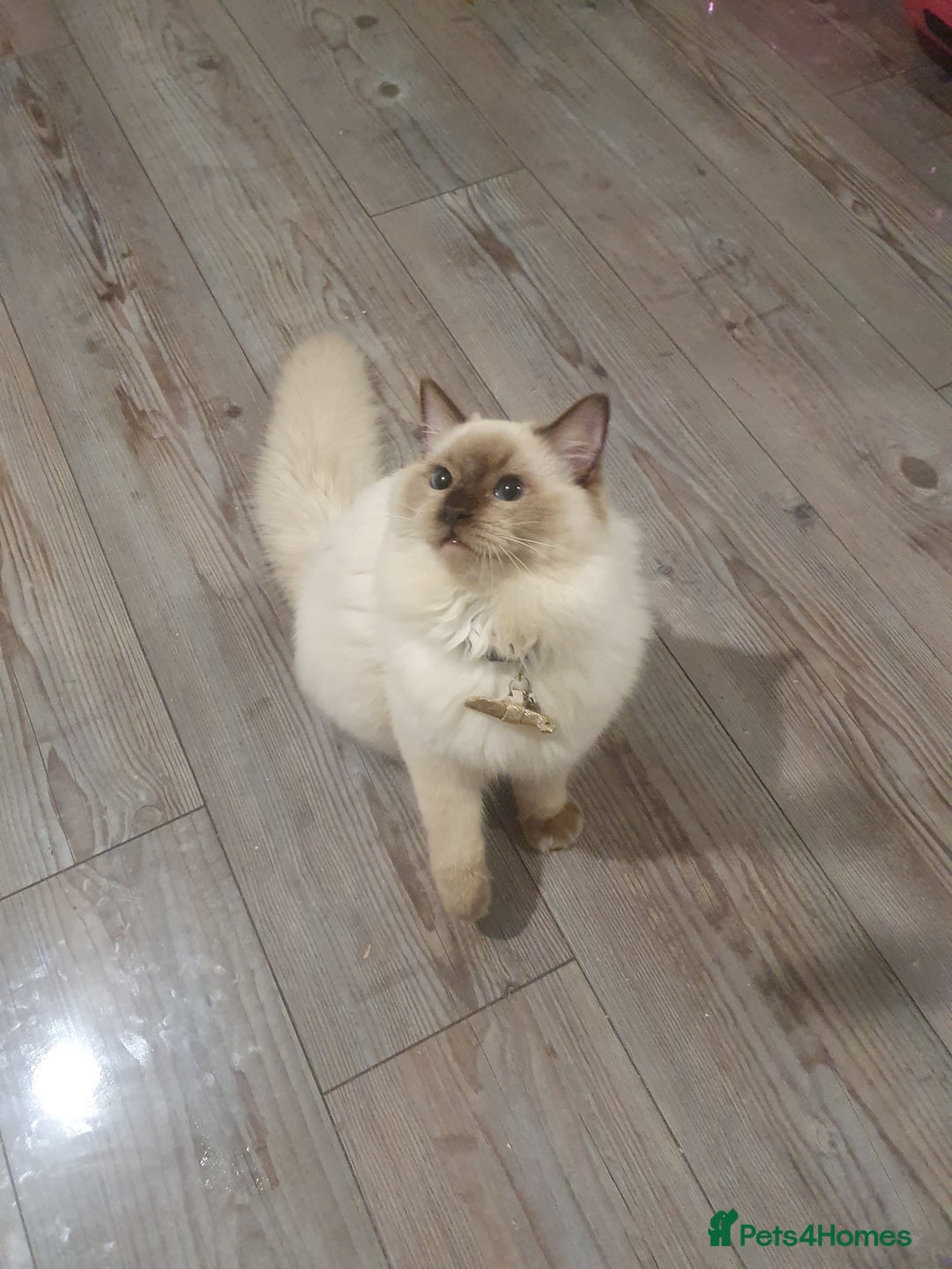 Ragdoll cats for sale: 6.5Months RagdollBoys - Advert 28