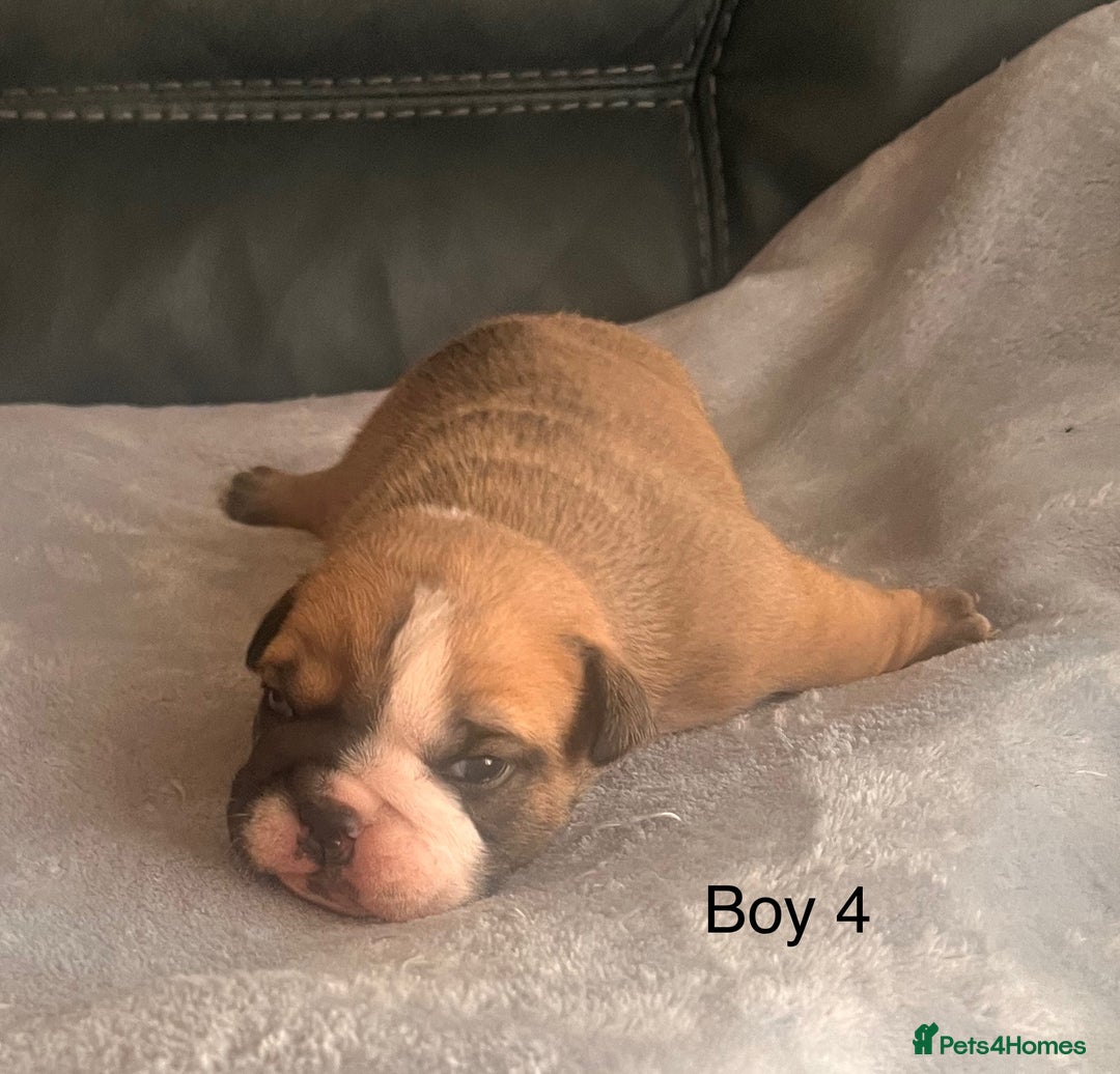 English Bulldog dogs for sale: Kc reg English bulldog puppies 🏴󠁧󠁢󠁥󠁮󠁧󠁿 - Image 11