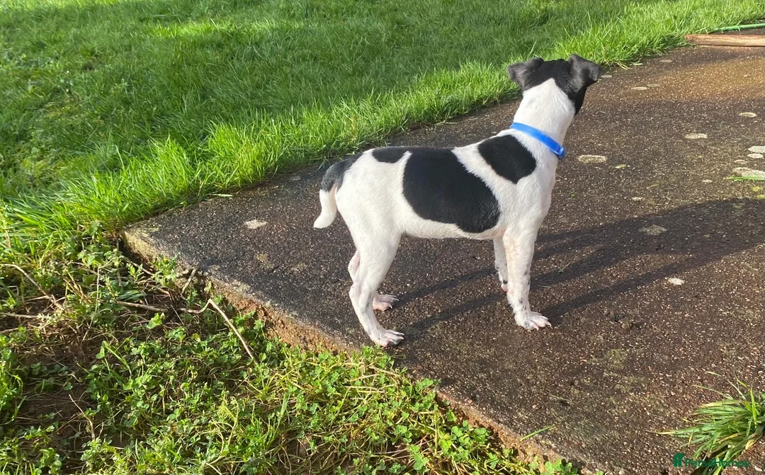 Mixed Breed dogs for sale: Jack Russell x Lakeland terrier - Advert 6