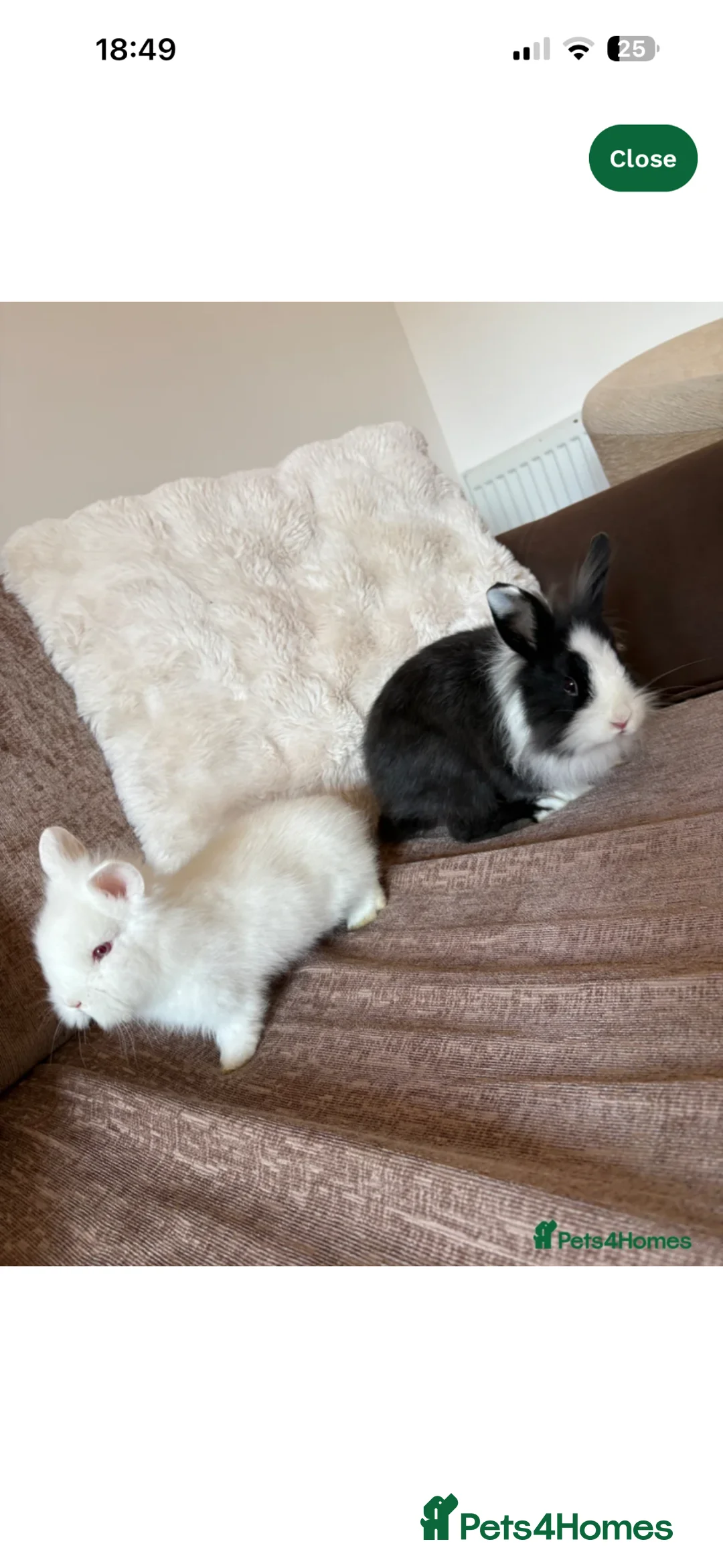 Lionhead rabbits for sale: lion heads in Boston - Advert 1
