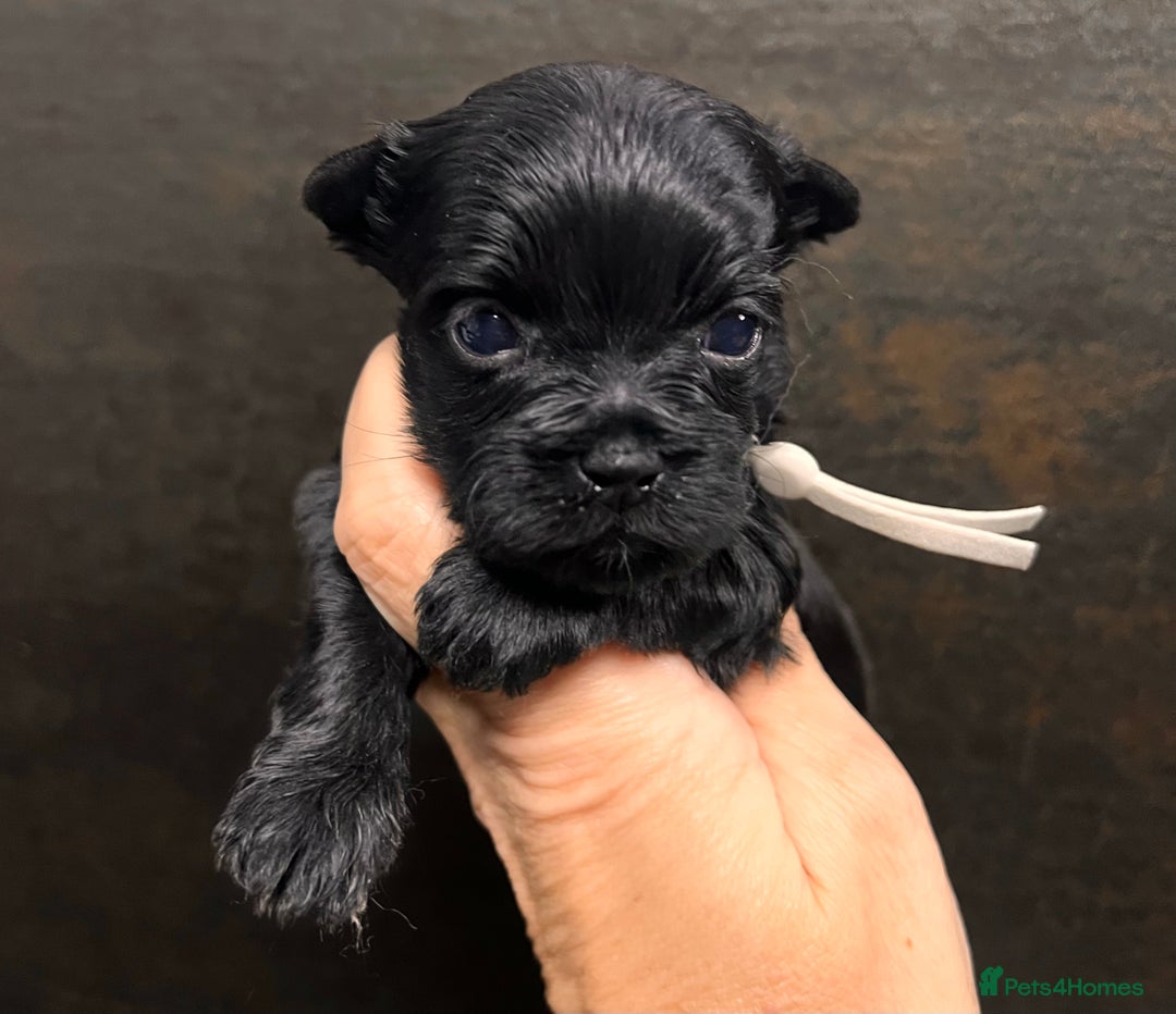 Yorkshire Terrier dogs for sale: ❀ Miniature Yorkshire Terriers – 4 Girls  ❀ - Advert 3