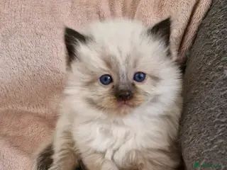 Ragdoll cats Three girls left. Ready 2nd June - Advert 20