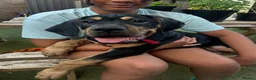 Mixed Breed dogs for sale: Stunning Cane Corso Cross Pups - Ready Now  - Advert 3