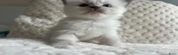 Ragdoll cats for sale: Ragdoll kittens ready September  - Advert 38