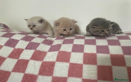 British Shorthair cats for sale: Gorgeous British shorthair kittens - Image 19