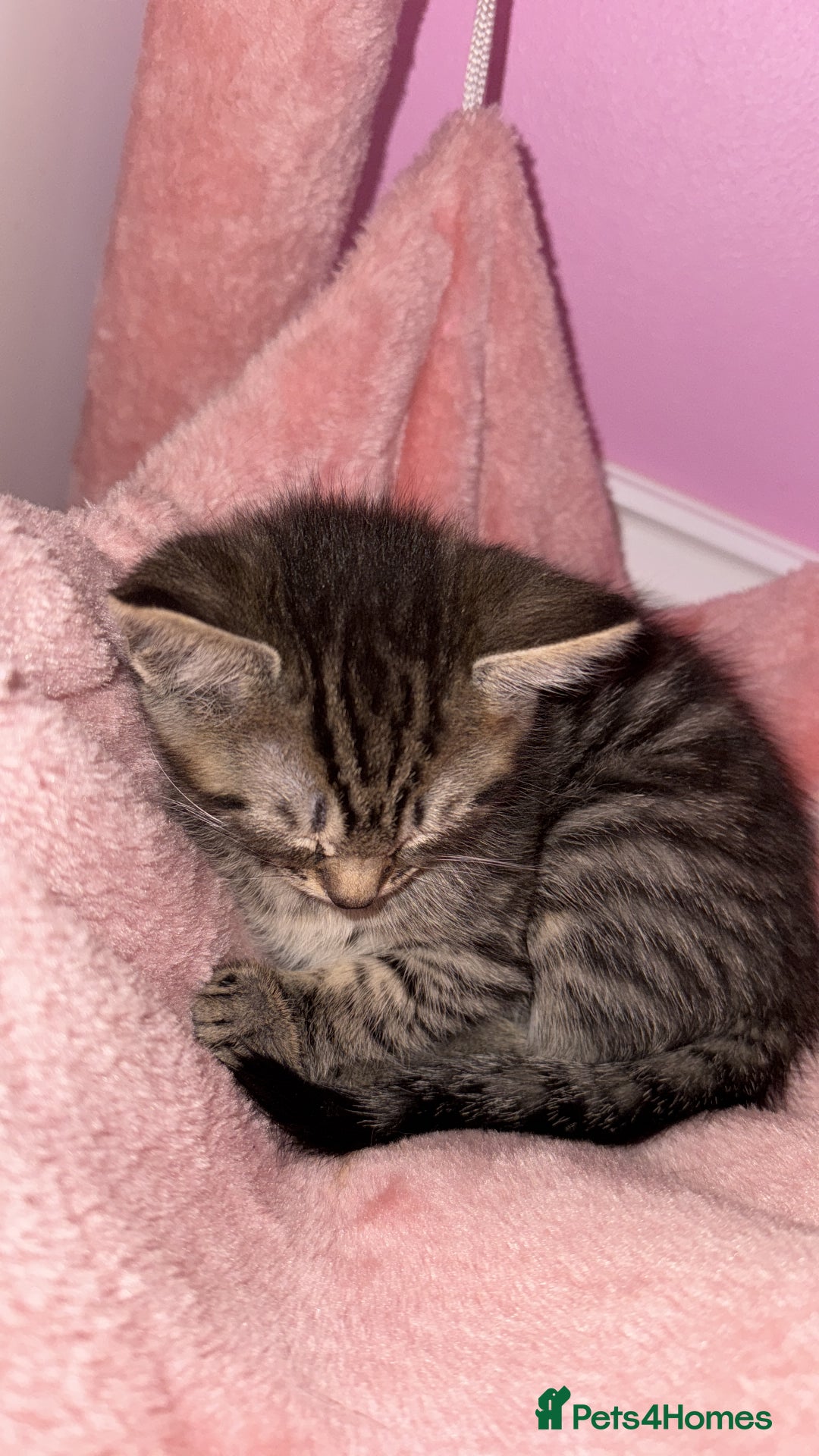 Mixed Breed cats for sale: Kittens looking for forever home - Advert 10