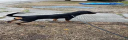 Rottweiler dogs for sale: River Rottweiler - Advert 2