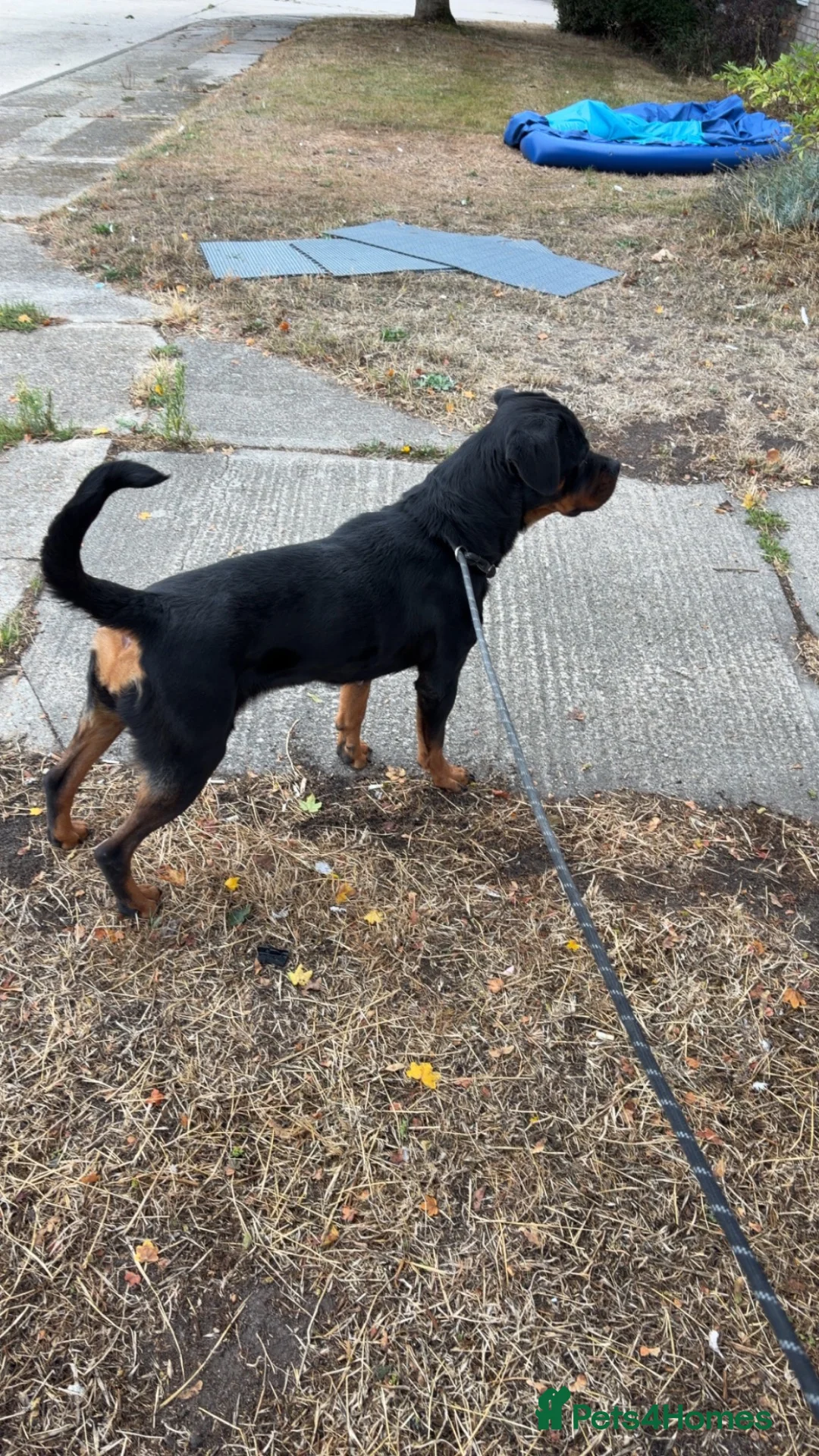 Rottweiler dogs for sale: River Rottweiler - Advert 2