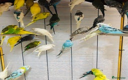 Budgerigars birds for sale: Beautiful baby budgies for sale. - Image 6