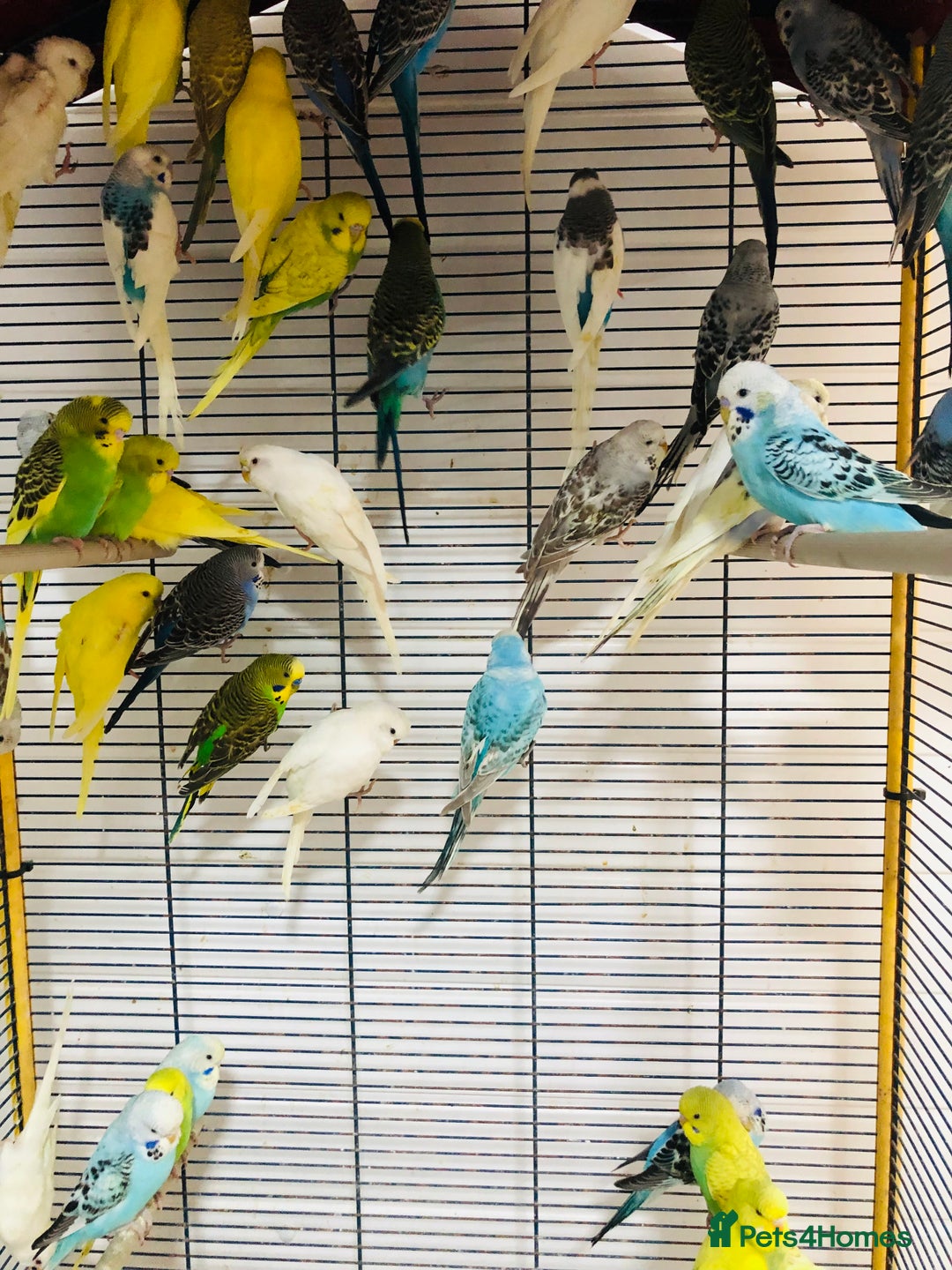 Budgerigars birds for sale: Beautiful baby budgies for sale. - Image 6