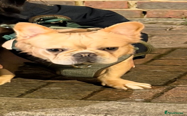 French Bulldog dogs - Advert 5