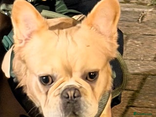 French Bulldog dogs - Advert 24
