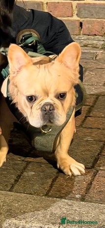 French Bulldog dogs - Advert 13