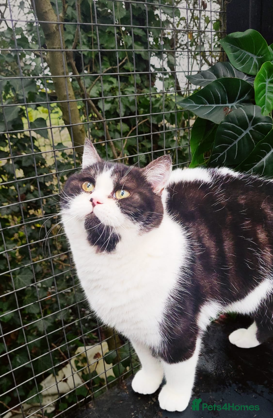 British Shorthair cats Most Perfect Teddy Bear - Available Now! - Advert 4