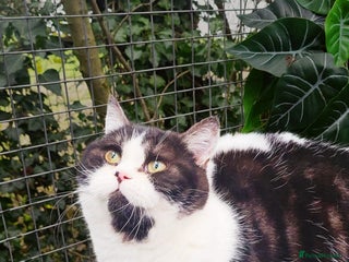 British Shorthair cats Most Perfect Teddy Bear - Available Now! - Advert 14