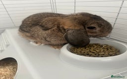 Mini Lop rabbits for sale: Mini lop rabbit - Image 2