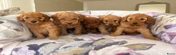 Labradoodle dogs for sale: LICENSED BREEDER F2b miniature labradoodles - Advert 17