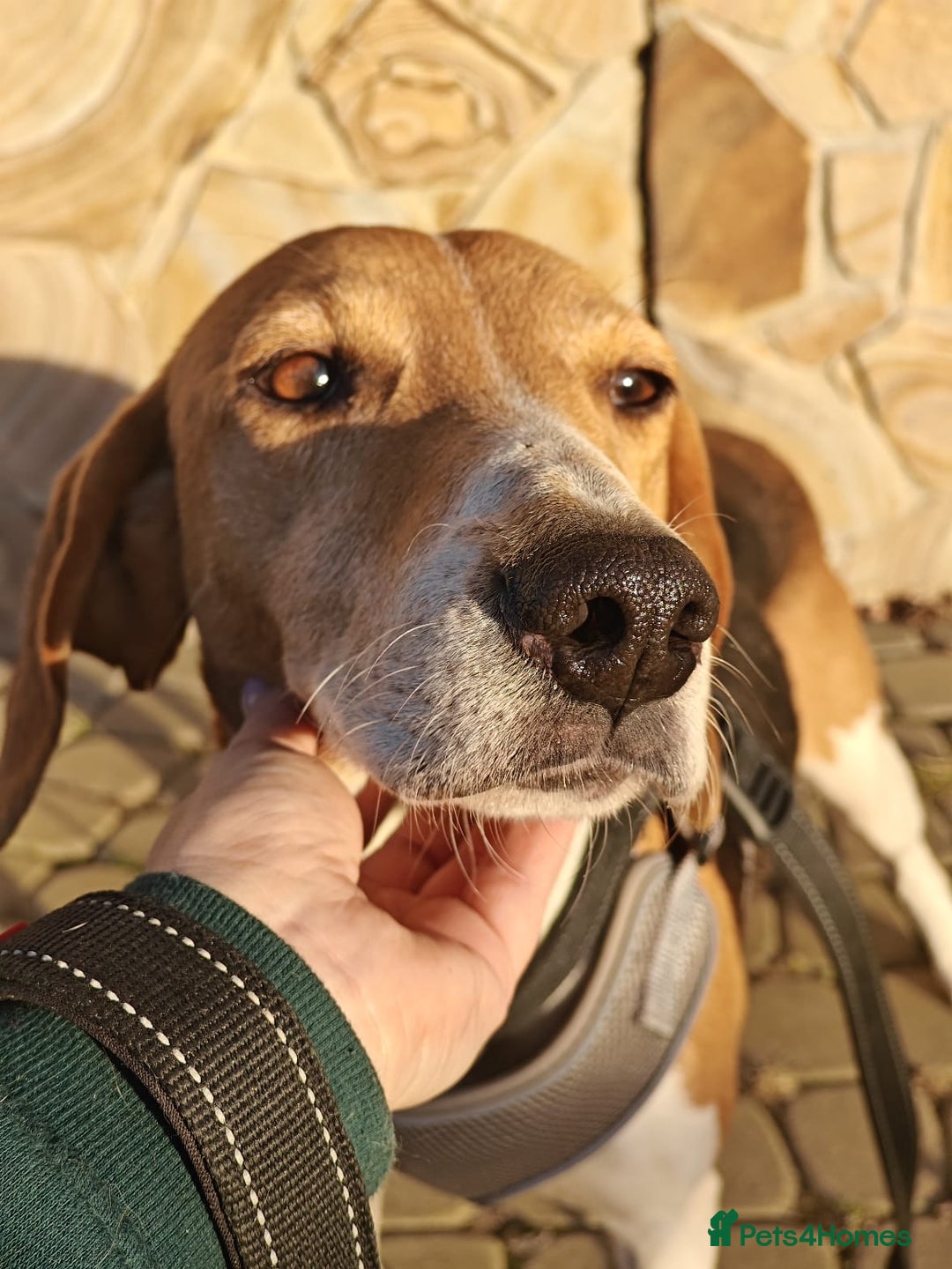Mixed Breed dogs for adoption: ❤️Radna-affectionate 2 year old Estonian Hound❤️ - Advert 8