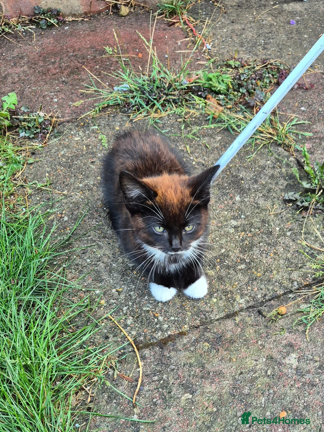 Domestic Shorthair cats for sale: Beautiful Female Black & Brown Tuxedo Kitten in Dagenham - Advert 2