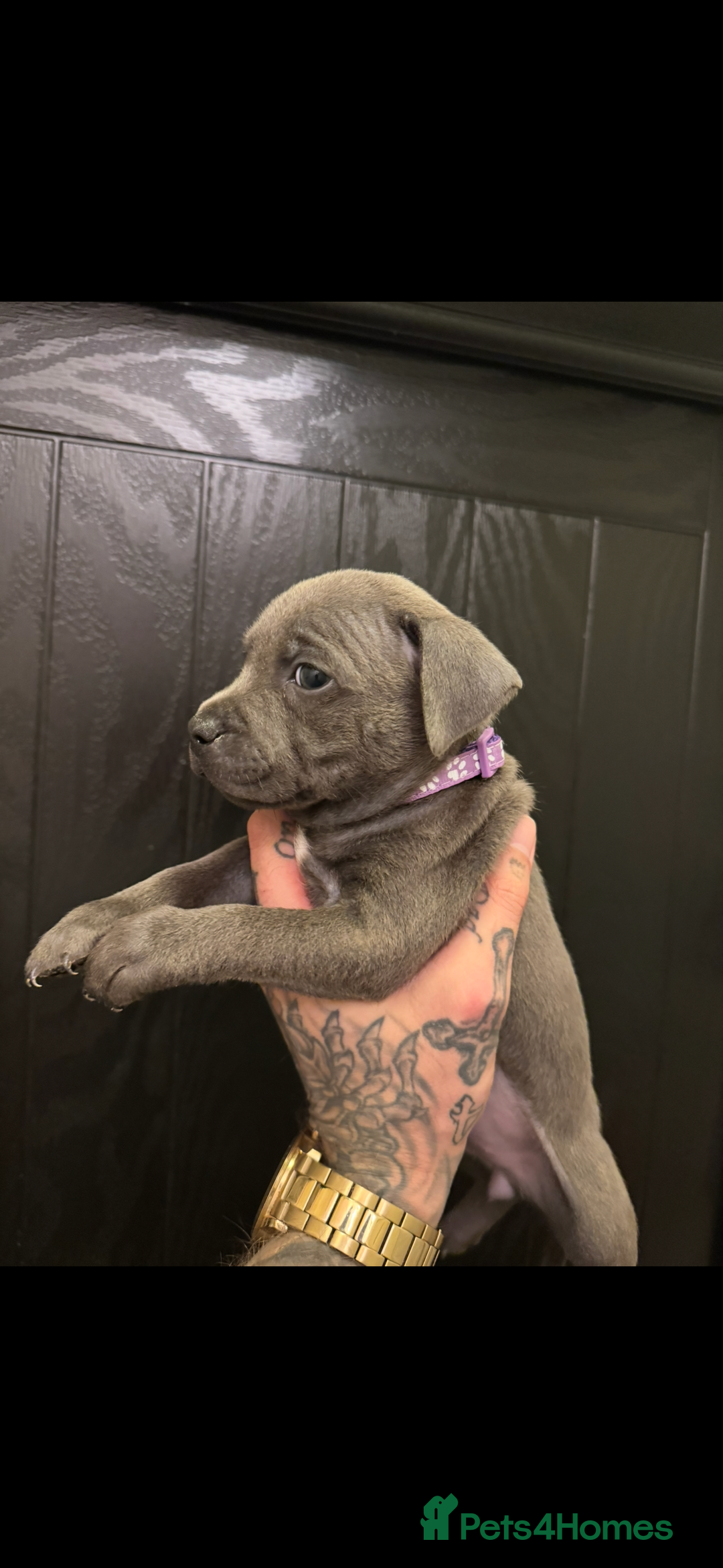Staffordshire Bull Terrier dogs for sale:  Beautiful blue staffy litter amazing bloodlines - Image 20
