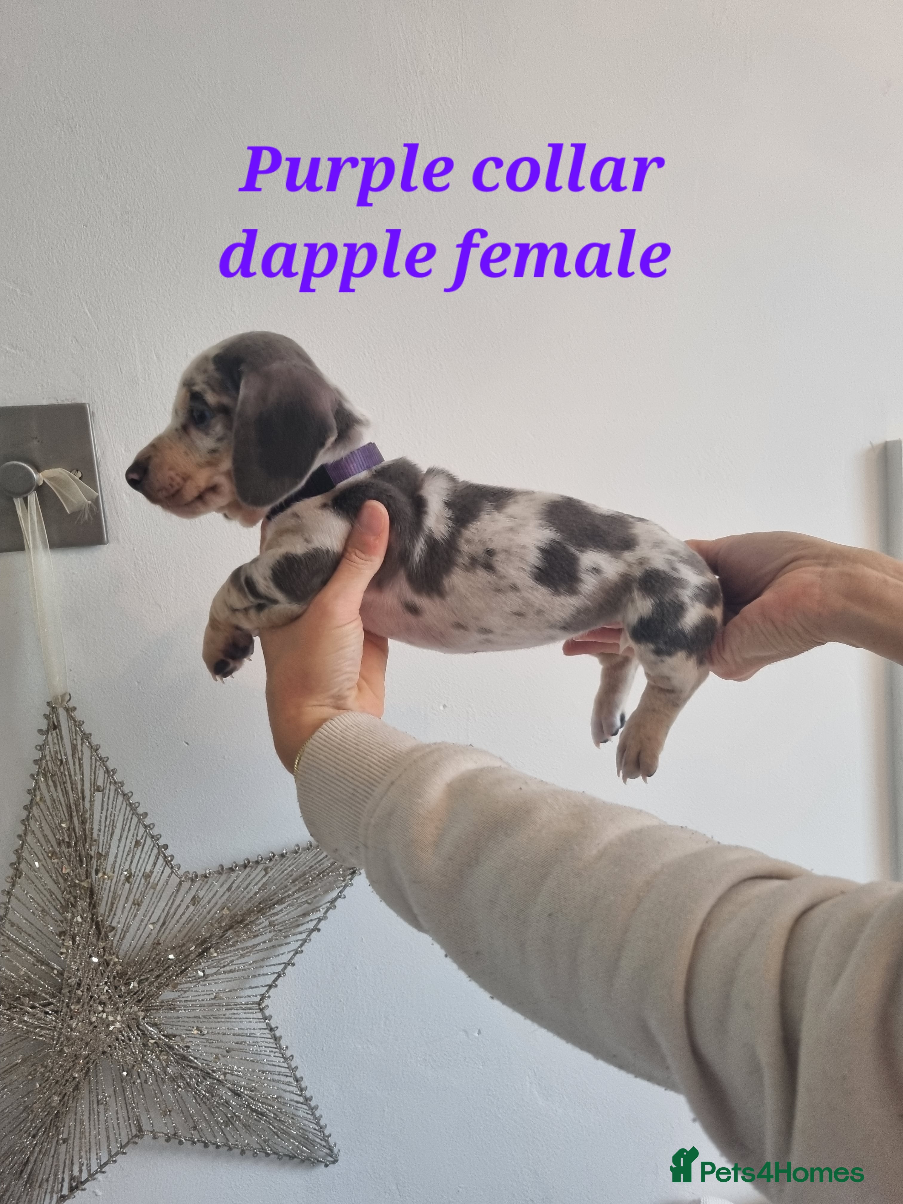 Dachshund dogs 8 Smooth Haired miniature dachshund pups  - Advert 1