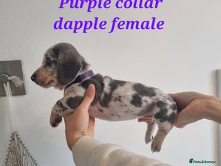 Dachshund dogs 8 Smooth Haired miniature dachshund pups - Advert 1