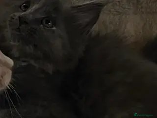 Maine Coon cats Maine coons kitten - Advert 7