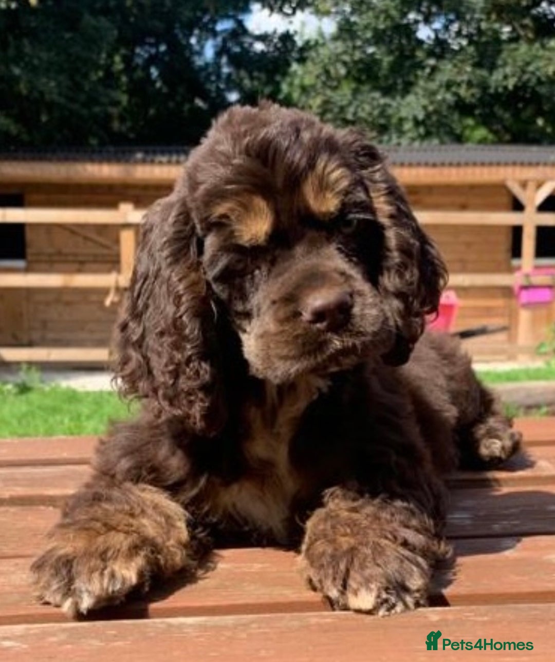 American Cocker Spaniel dogs for stud: Chocolate & Tan Proven KC American Cocker Stud in Doncaster - Image 6
