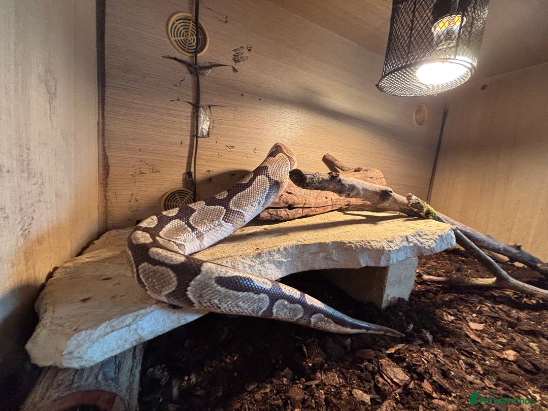 Python Snake reptiles for sale: Royal python - male -6 years old  - Image 2
