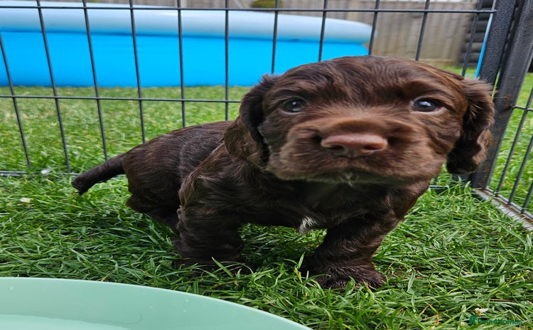 Cocker Spaniel dogs - Advert 16