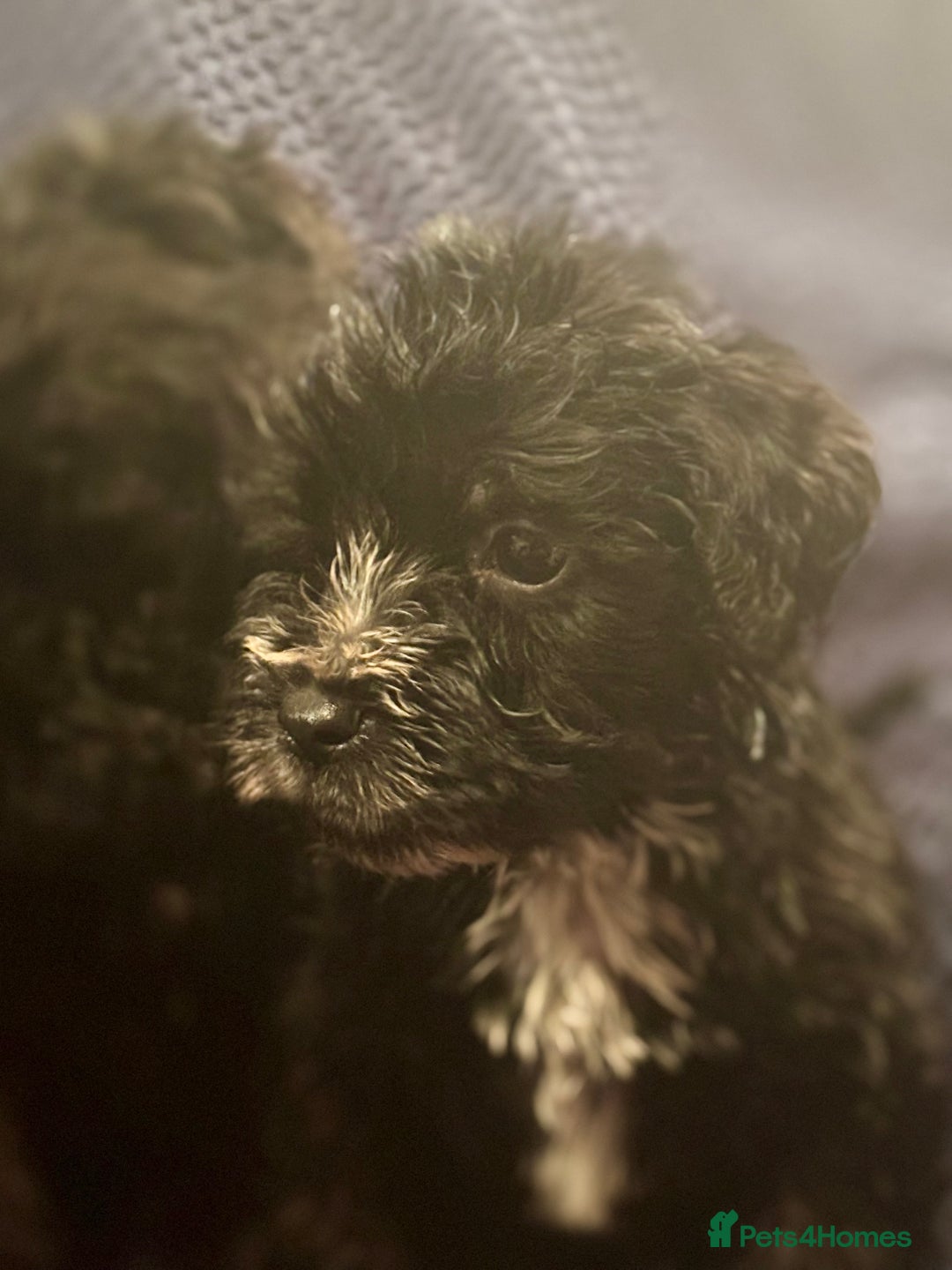 Mixed Breed dogs for sale: 5 X Rare BLUE CockerBlue’s  - Image 10