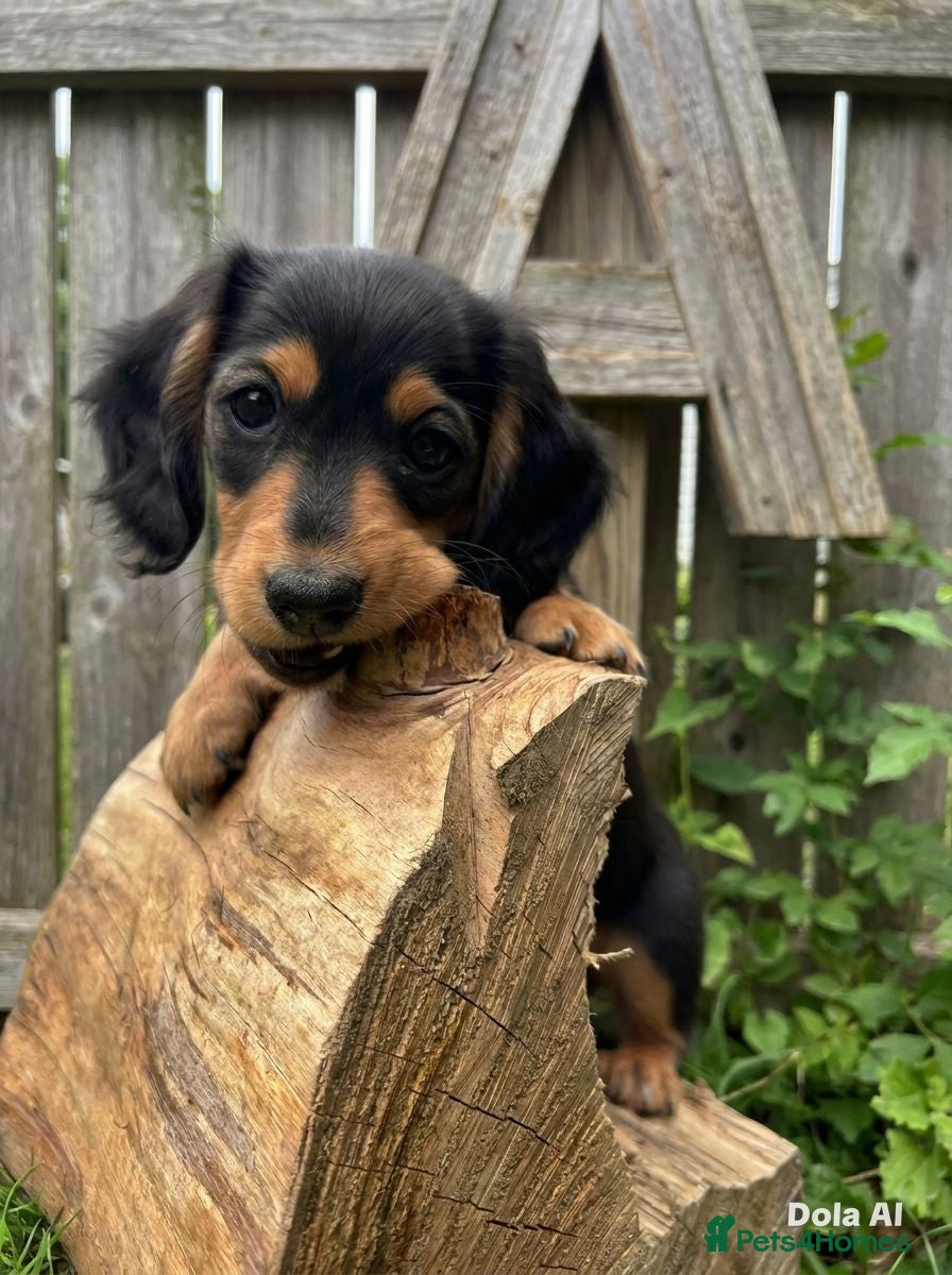 Miniature Dachshund dogs Ready KC Long-Haired Miniature Dachshund puppies  - Advert 5