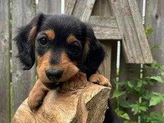 Miniature Dachshund dogs Ready KC Long-Haired Miniature Dachshund puppies - Advert 5